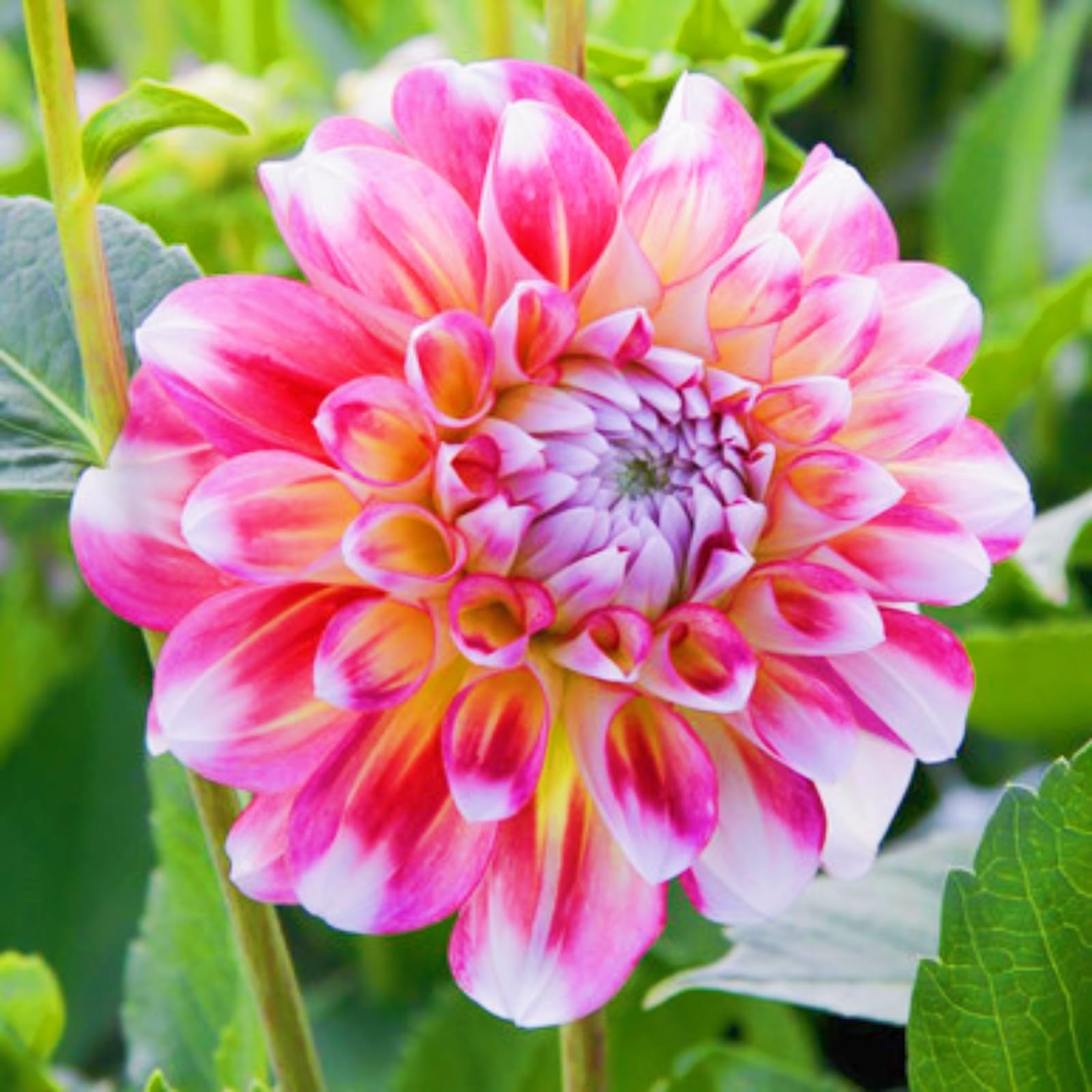 Amazon｜ダリア植物 ダリア 球根 花の球根-4球根-a｜観葉植物